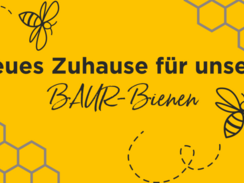 Neues Zuhause für unsere BAUR-Bienen
